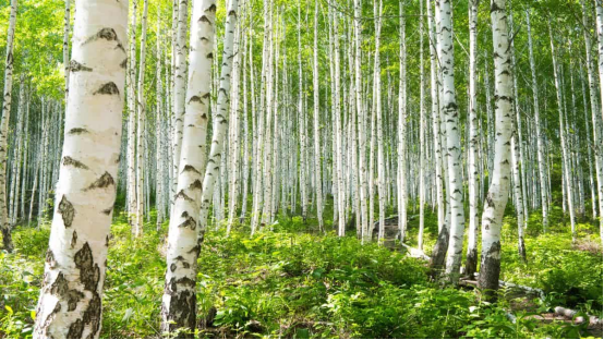 Birch: Pioneer Tree and Soil Improver