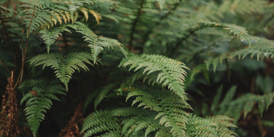 Ferns: Ancient Creatures of Temperate Forests