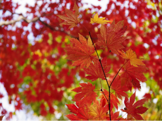 Maple Trees: Messengers of Fall Color