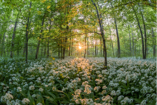 Meadow roses: floral beauty in temperate forests