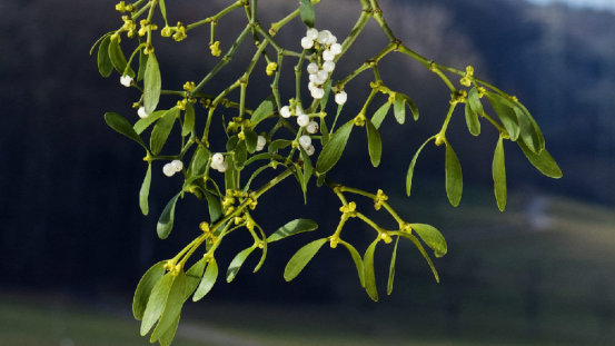 Mistletoe: Parasitic Plants and Ecological Impacts