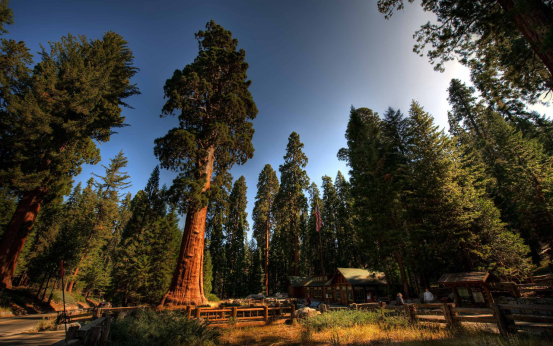 Redwood: Giant Tree and Ecological Master