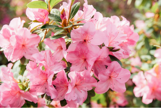 Rhododendrons: Color and Habitat in Temperate Forests