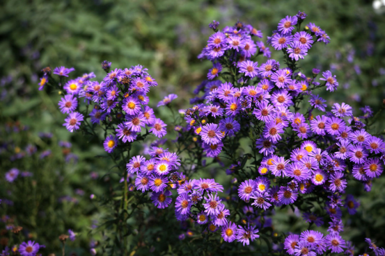 Aster: Autumn Landscapes in Temperate Forests