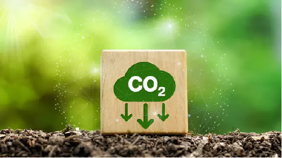 Forest carbon sequestration: Temperate forests offer natural remedy for climate change