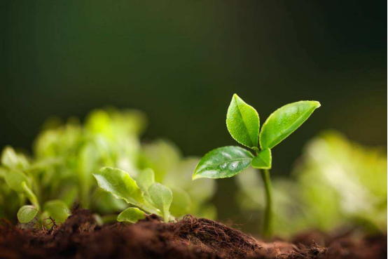 How plants improve soil quality in deep temperate forests