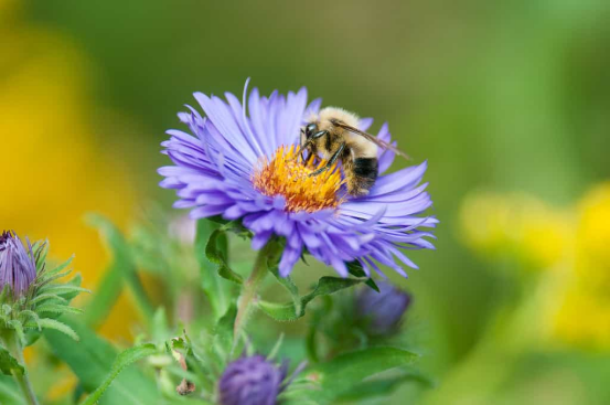Plants and animals: Mutually beneficial relationships in the temperate forests