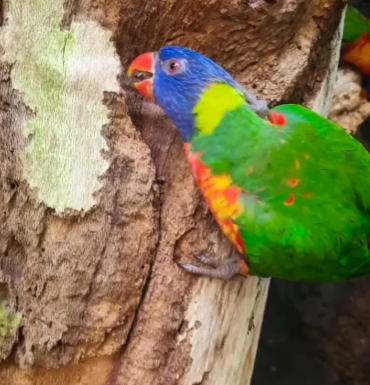 The Ultimate Guide to Pet Parrots: From Cockatoos to Conures