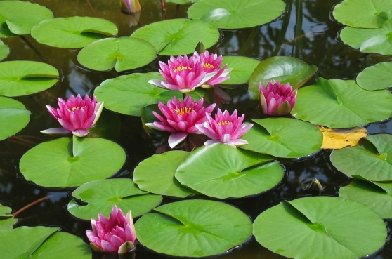 Aquatic Ecosystem Health: The Dual Role of Plants – Nurturing Natives vs. Invasive Threats