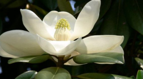The Secret Life of Plants: A Deep Dive into Physiology, Adaptation, and Survival