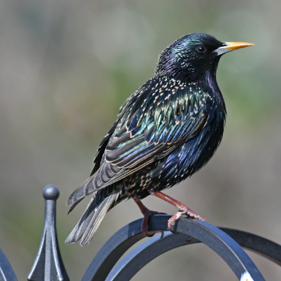 Plants, Birds & Ecology Guides