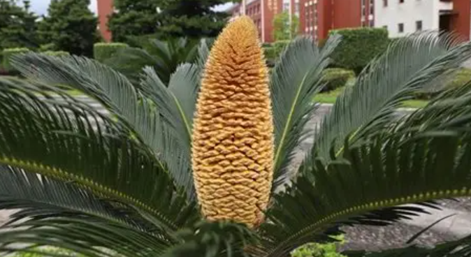 Living Fossils: Unearthing the Ancient Genetic Code of Cycads and Ginkgo Biloba
