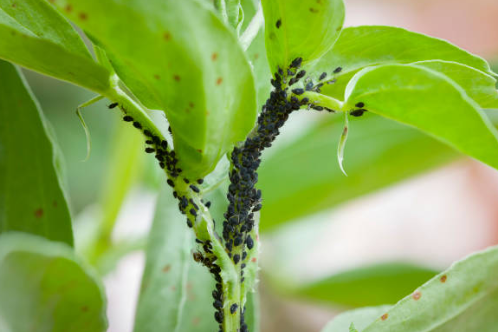 The Ultimate Guide to Plant Pest Control and Wildlife Defense