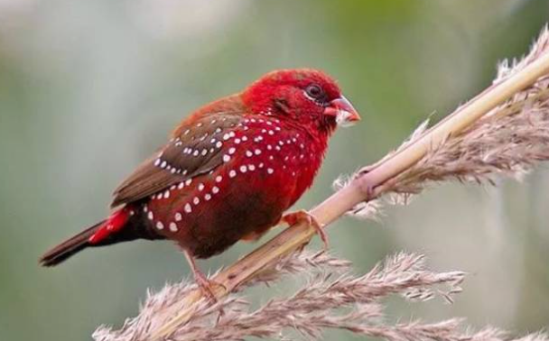 The Comprehensive Guide to Finches: Exploring Their World, Care, and Charm