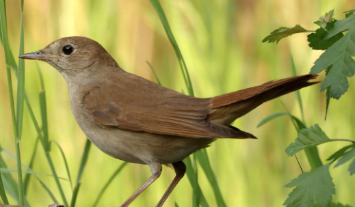 The Master Guide to the World’s Greatest Songbirds: Nightingales, Hwameis, and Canaries
