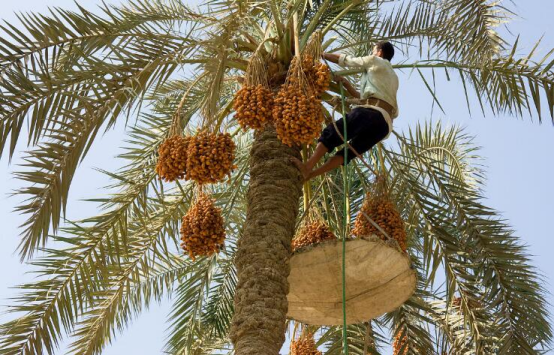 The Ultimate Guide to Resilient Desert Flora: Survival, Ecology, and Economic Impact