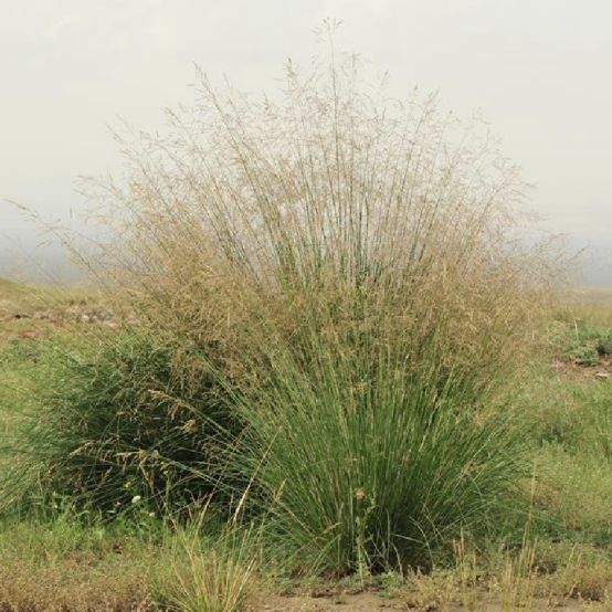 The Ultimate Guide to Desert Plant Survival: Adaptations and Masters of the Arid Biome