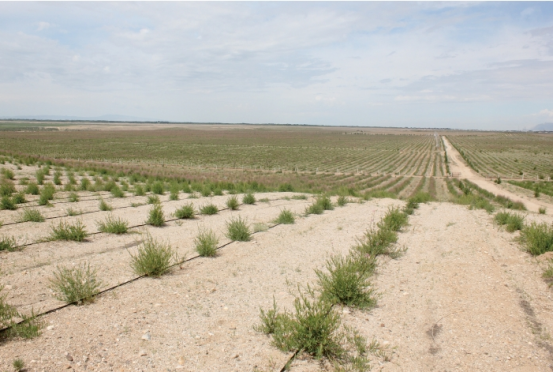 The Resilient Power of Desert Plants: From Regreening Arid Lands to Healing Human Ailments