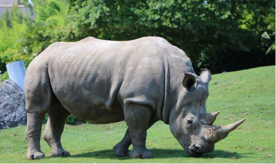 The Ultimate Guide to Animal Evolution Miracles