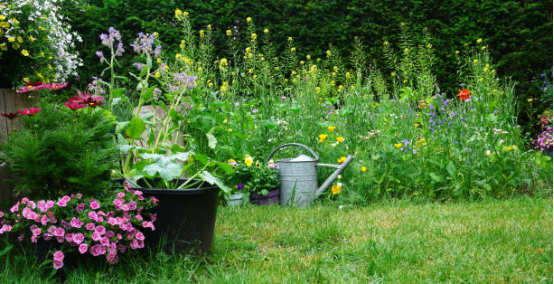 A Beginner’s Ultimate Guide to Starting a Garden