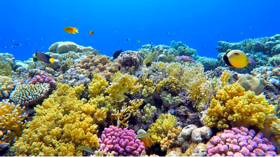Empowering Ocean Conservation: A Comprehensive Guide to Citizen Science, Awareness, and Action