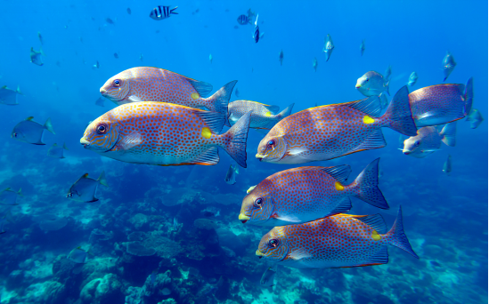 The Interconnected Crisis: Ocean Warming, The Water Cycle, and Marine Ecosystems