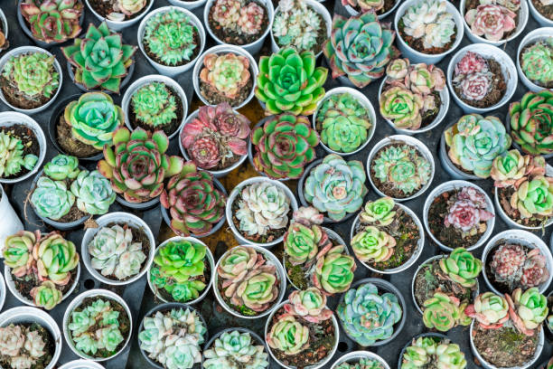 The Ultimate Guide to Creating Mini Gardens, Succulents, and Potted Flowers