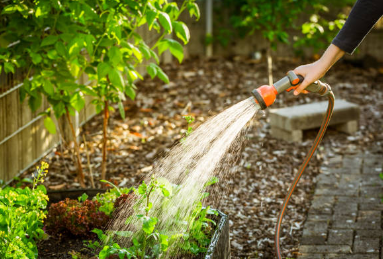 Ultimate Guide to Correctly Watering Horticultural Vegetation