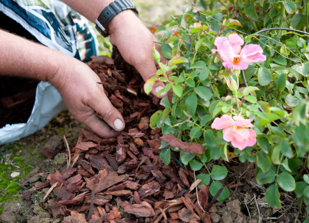 The Comprehensive Guide to Garden Soil Optimization and Sustainable Waste Management