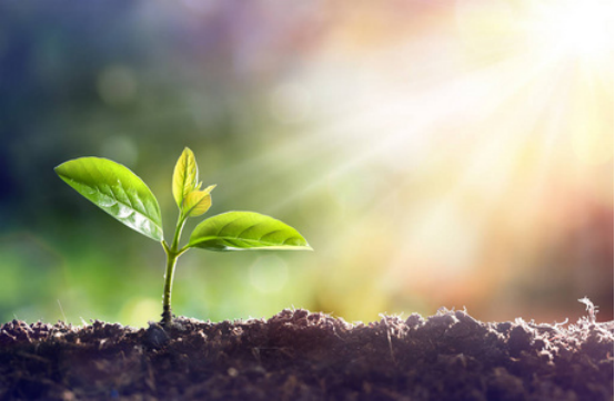 Unlocking Photosynthesis: A Deep Dive into Revolutionary Energy Conversion