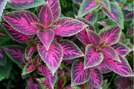 The Hidden Intelligence of Plants: Communication, Memory, and Survival Strategies