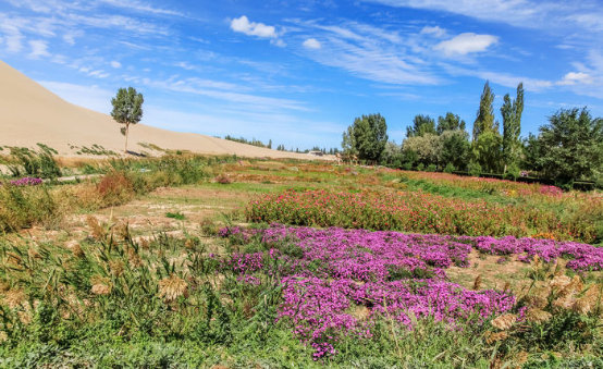 Desert Ecosystems: Symbiotic Relationships, Reproduction, and Survival Strategies