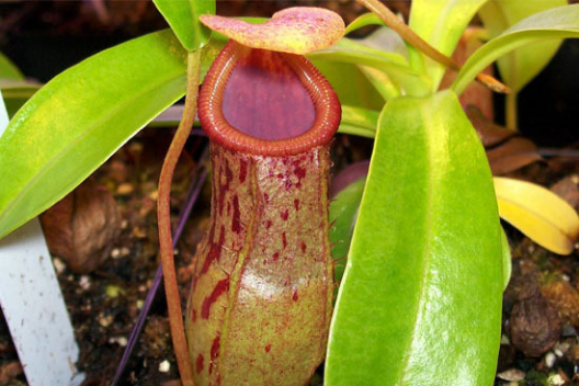 The Ultimate Guide to Carnivorous Plants: Unveiling the Art of Prey Capture and Survival